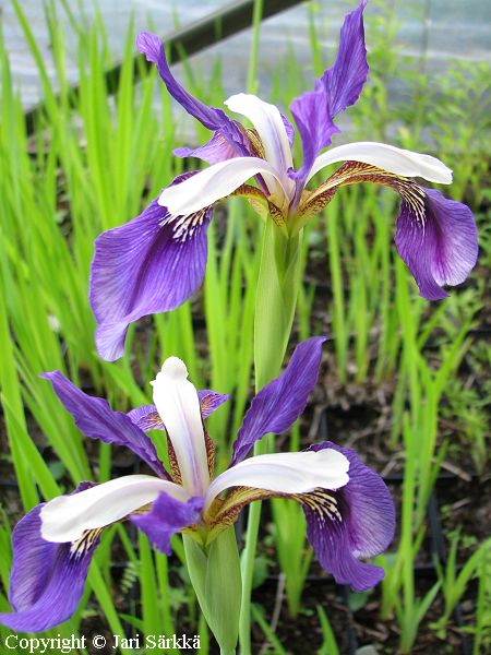 Iris Sibirica-Ryhm 'Blaue Wiesenmotte', loistokurjenmiekka